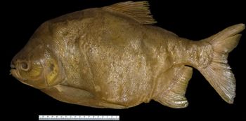Media type: image; Ichthyology 25640